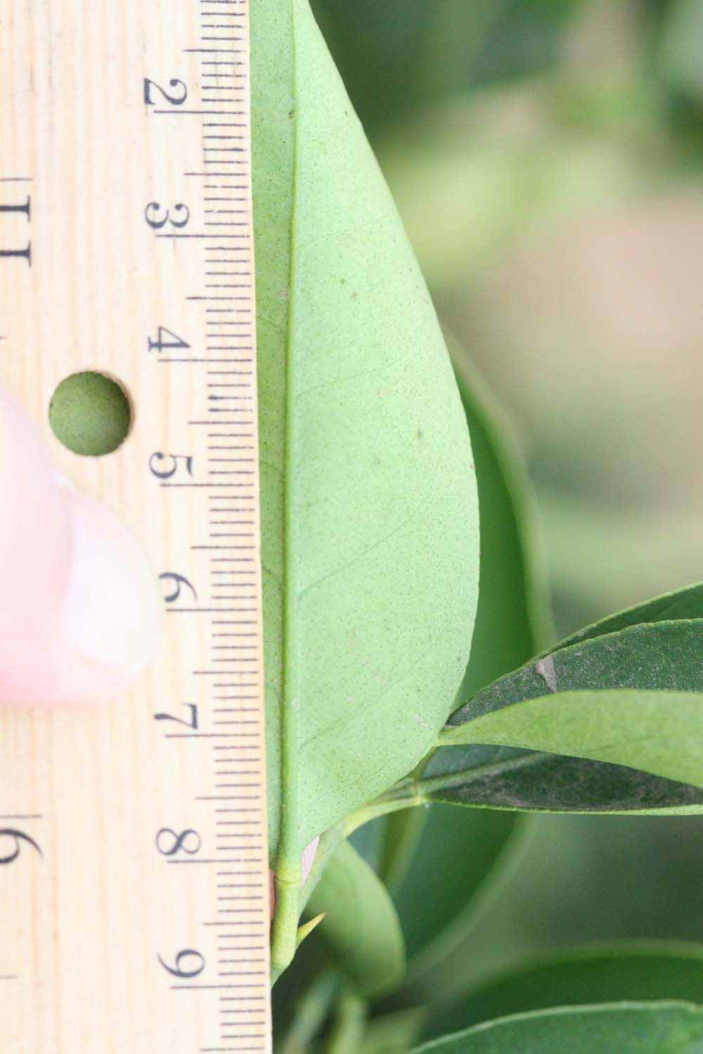              Unifoliolate leaf (Riverside, CA)       